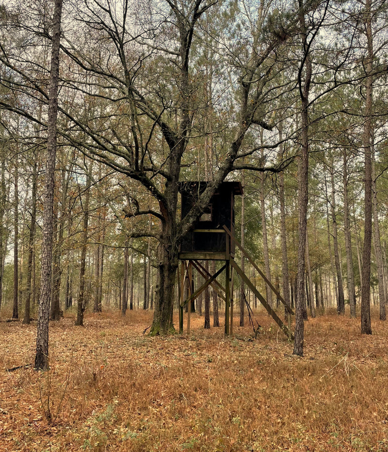 Hunting stand tucked into a quiet southern pine forest